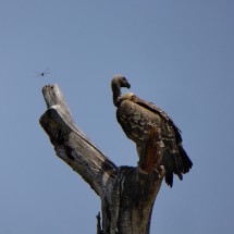Vulture with dragonfly